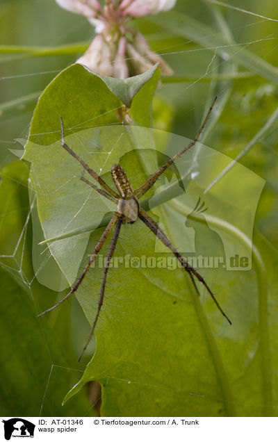 Wespenspinne / wasp spider / AT-01346