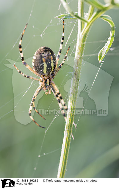 Wespenspinne / wasp spider / MBS-16282