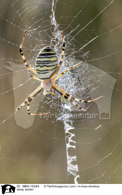 Wespenspinne / wasp spider / MBS-16284