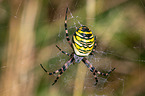 wasp spider