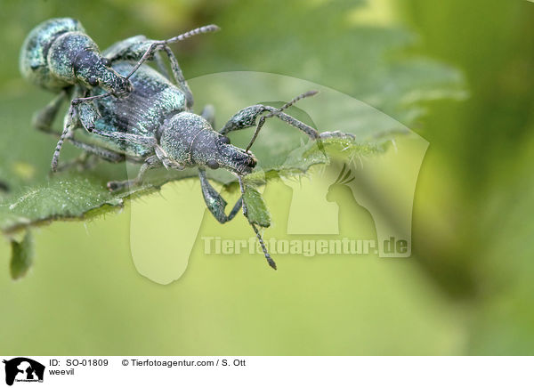 weevil / SO-01809