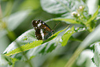 White Admiral Butterfly