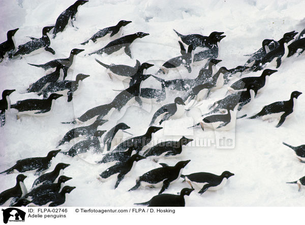 Adelie penguins / FLPA-02746