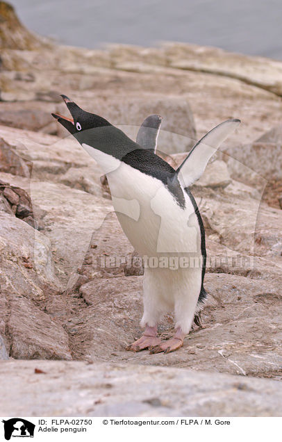 Adeliepinguin / Adelie penguin / FLPA-02750