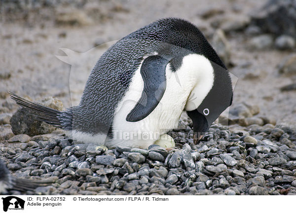 Adeliepinguin / Adelie penguin / FLPA-02752