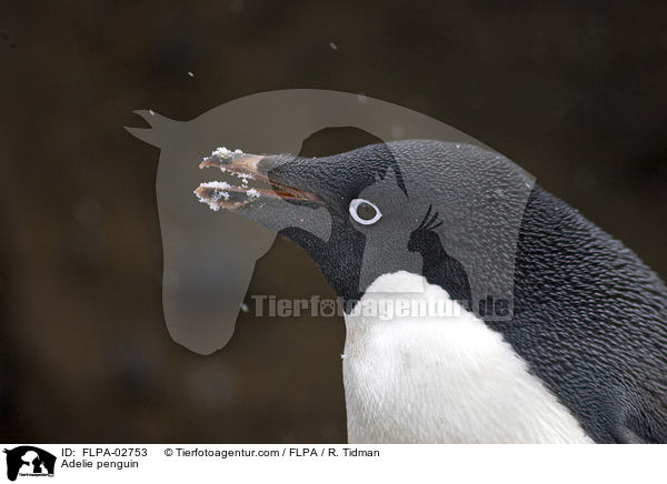 Adeliepinguin / Adelie penguin / FLPA-02753