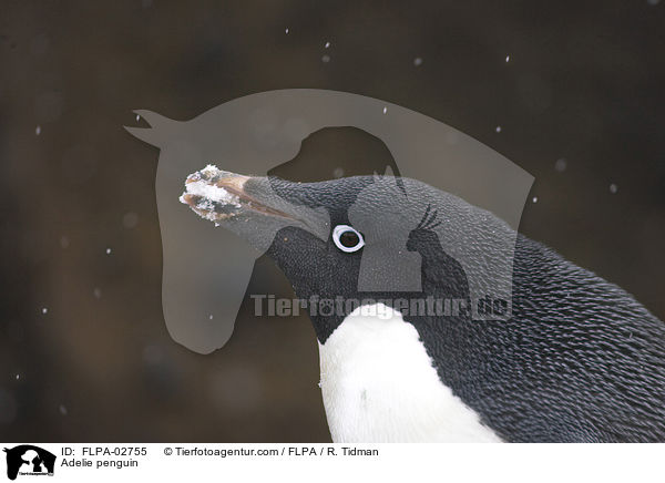 Adeliepinguin / Adelie penguin / FLPA-02755