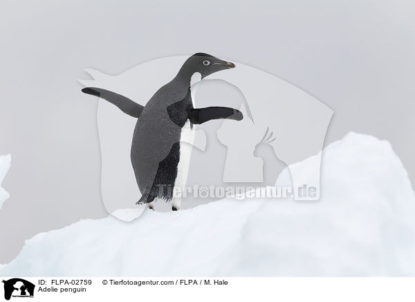 Adeliepinguin / Adelie penguin / FLPA-02759