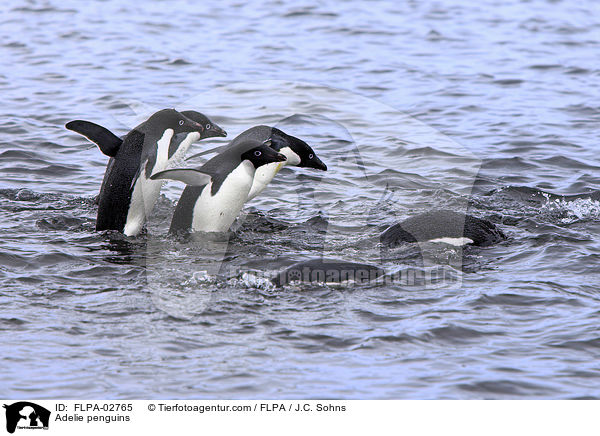 Adeliepinguine / Adelie penguins / FLPA-02765