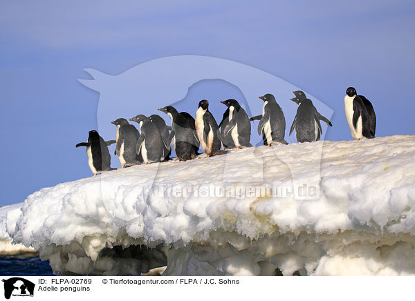 Adeliepinguine / Adelie penguins / FLPA-02769