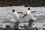 Adelie penguins