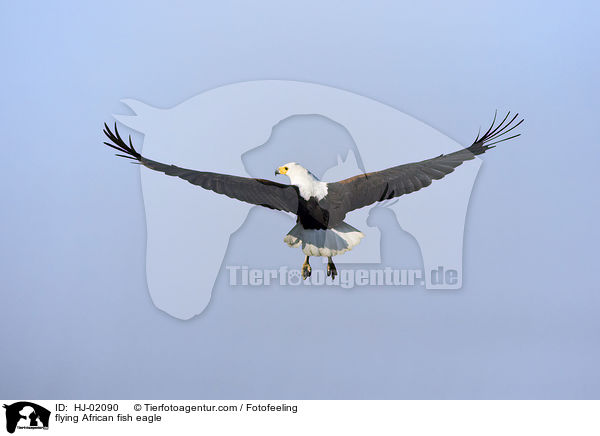 fliegender Schreiseeadler / flying African fish eagle / HJ-02090