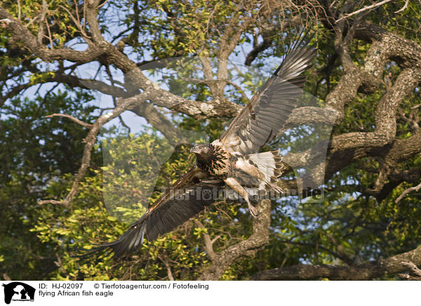 fliegender Schreiseeadler / flying African fish eagle / HJ-02097