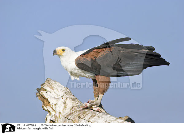 Schreiseeadler mit Beute / African fish eagle with fish / HJ-02099