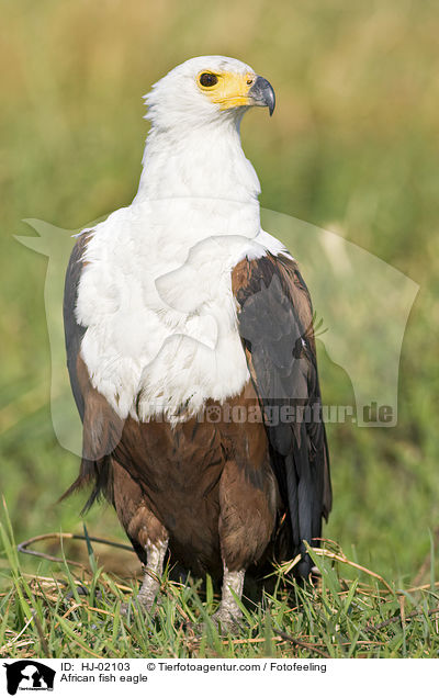 Schreiseeadler / African fish eagle / HJ-02103