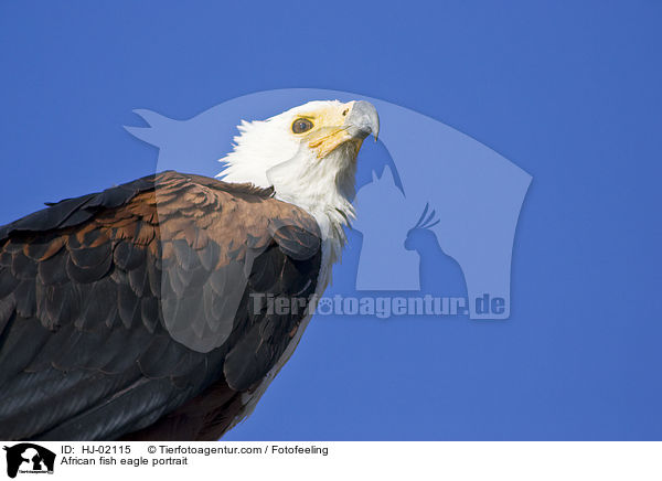 Schreiseeadler Portrait / African fish eagle portrait / HJ-02115