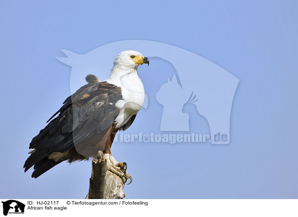 African fish eagle / HJ-02117