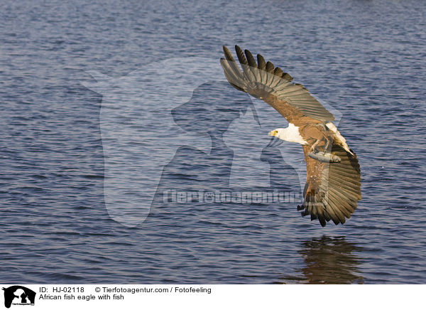 Schreiseeadler mit Beute / African fish eagle with fish / HJ-02118
