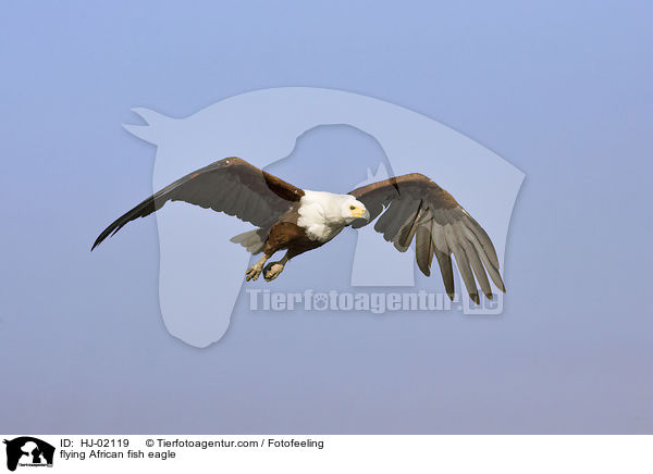 fliegender Schreiseeadler / flying African fish eagle / HJ-02119