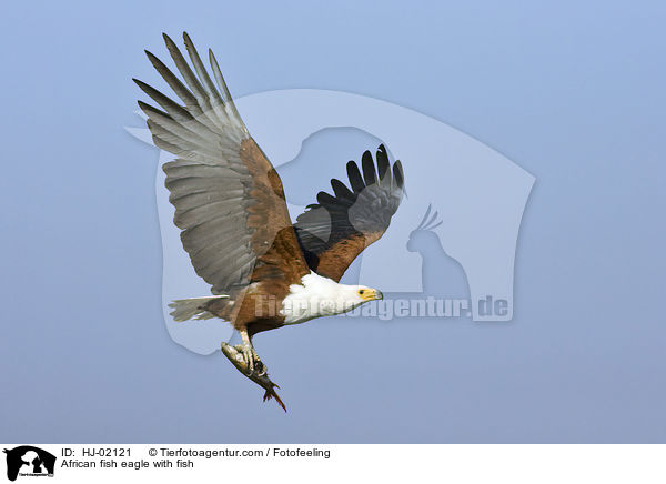 Schreiseeadler mit Beute / African fish eagle with fish / HJ-02121