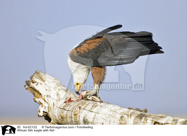 Schreiseeadler mit Beute / African fish eagle with fish / HJ-02122