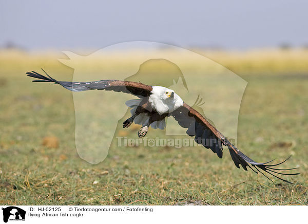 fliegender Schreiseeadler / flying African fish eagle / HJ-02125