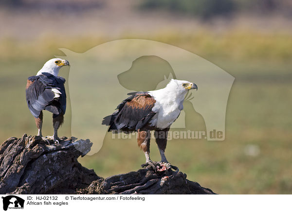 African fish eagles / HJ-02132