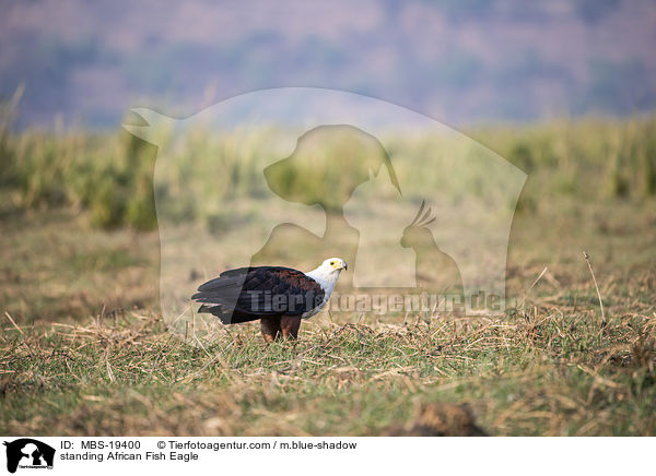 standing African Fish Eagle / MBS-19400