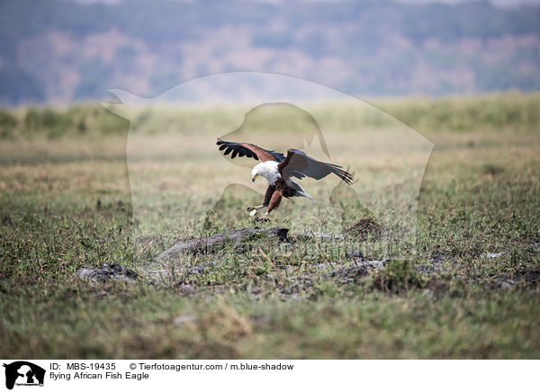 flying African Fish Eagle / MBS-19435