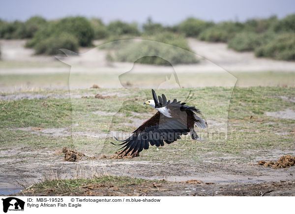 fliegender Schreiseeadler / flying African Fish Eagle / MBS-19525