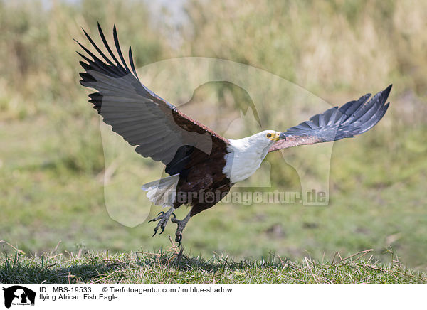 fliegender Schreiseeadler / flying African Fish Eagle / MBS-19533