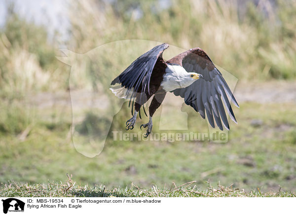 fliegender Schreiseeadler / flying African Fish Eagle / MBS-19534