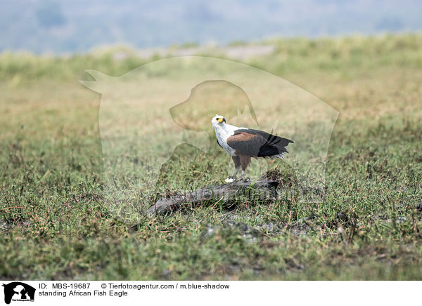 stehender Schreiseeadler / standing African Fish Eagle / MBS-19687