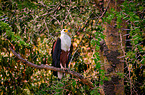 African fish eagle