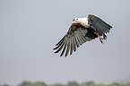 flying African Fish Eagle