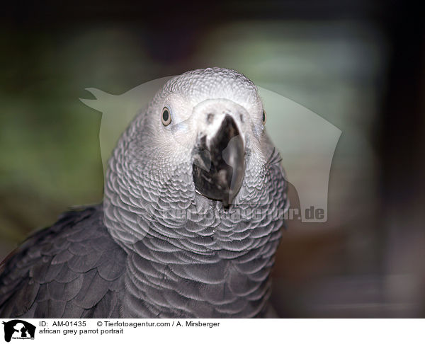 Kongo-Graupapagei Portrait / african grey parrot portrait / AM-01435