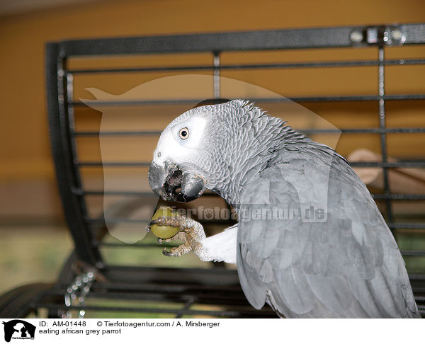 eating african grey parrot / AM-01448