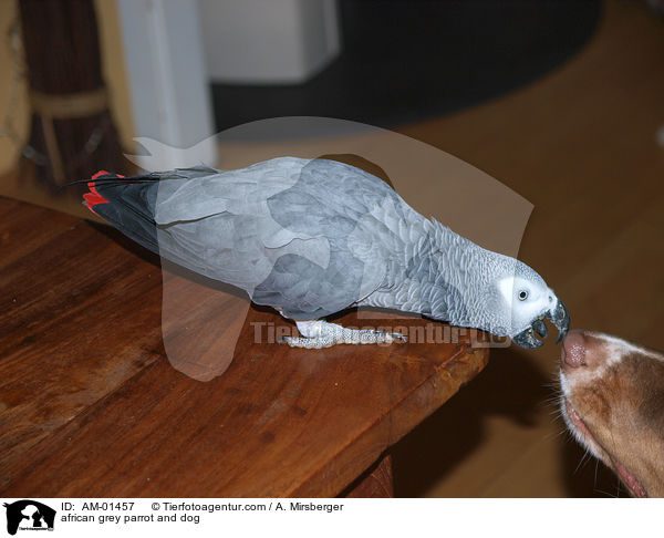 Kongo-Graupapagei und Hund / african grey parrot and dog / AM-01457