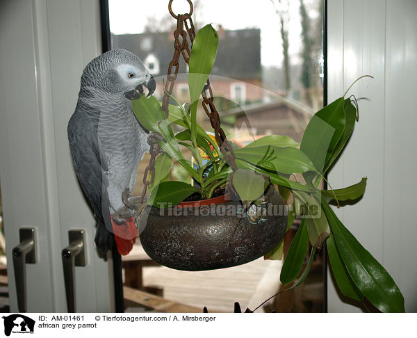 Kongo-Graupapagei / african grey parrot / AM-01461