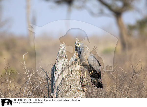 sitzende Hhlenweihe / sitting African Harrier-Hawk / MBS-22436