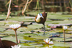 African jacana