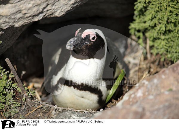 Brillenpinguin / African Penguin / FLPA-03038