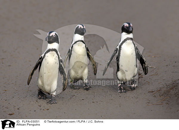 Brillenpinguine / African Penguins / FLPA-03051