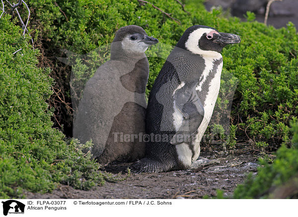 Brillenpinguine / African Penguins / FLPA-03077