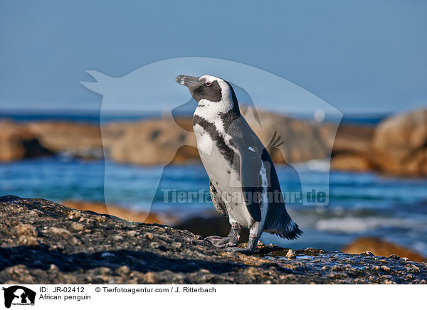 African penguin / JR-02412