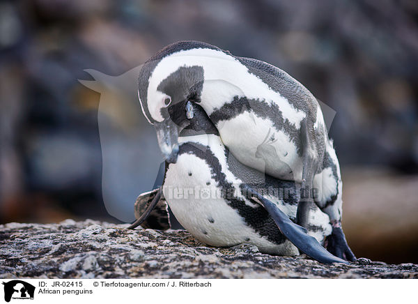 Brillenpinguine / African penguins / JR-02415