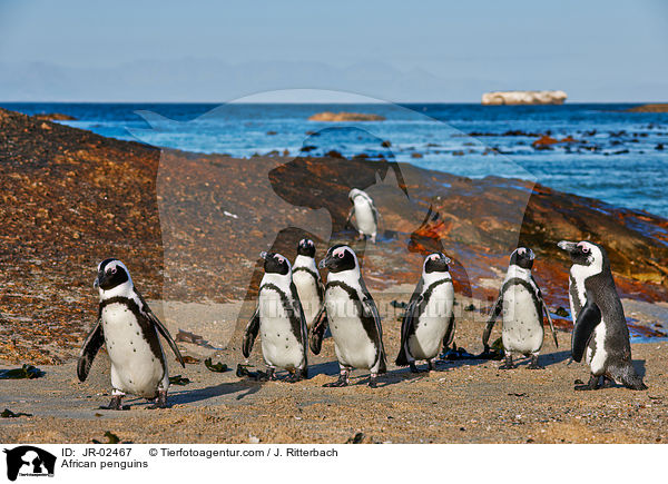 Brillenpinguine / African penguins / JR-02467