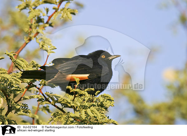 Rotschwingenstar / african red-winged starling / HJ-02164