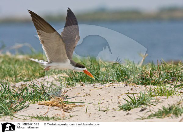 Afrikanischer Scherenschnabel / African skimmer / MBS-01583