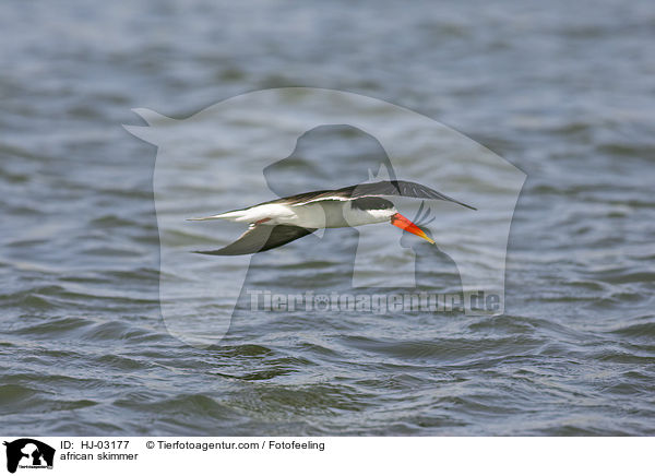 Braunmantel-Scherenschnabel / african skimmer / HJ-03177